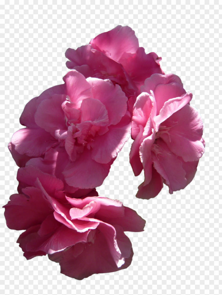 Pink Flowers Rose PNG