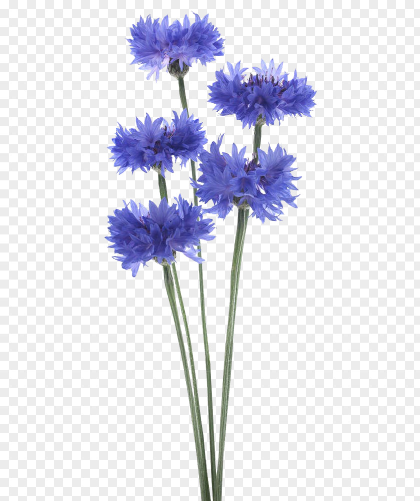 A Bunch Of Cornflower High-definition S PNG bunch of cornflower high-definition s clipart PNG