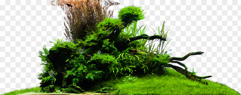 Aqua Design Amano Vegetation Grasses Houseplant PNG