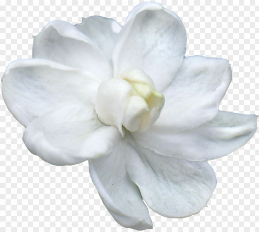 Jasmine Arabian Flower Thailand Petal Clip Art PNG