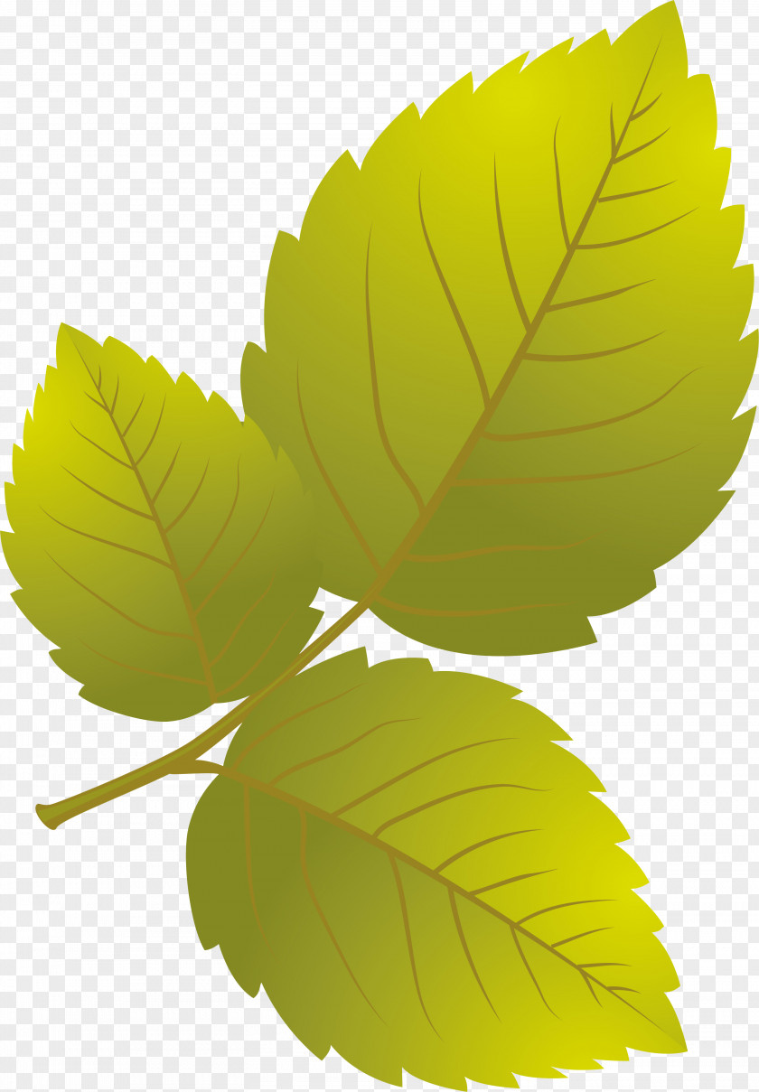 Leaf Petal Plant PNG