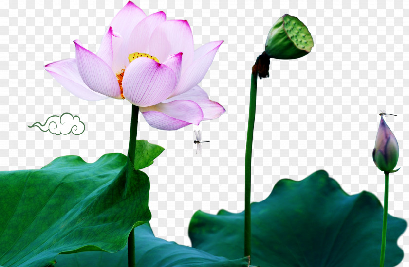 Lotus Decorative Patterns Nelumbo Nucifera Anti-corruption Campaign Under Xi Jinping Poster Clip Art PNG