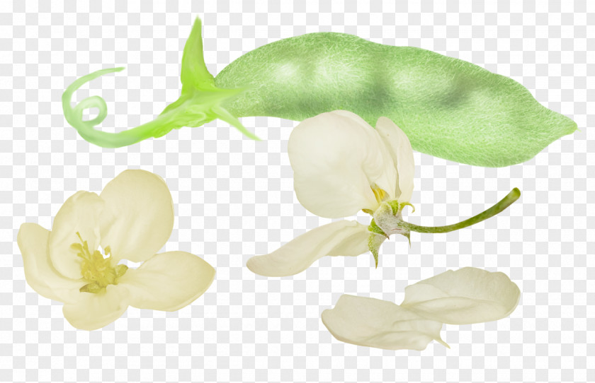 Tulip Beans Broad Bean Icon PNG