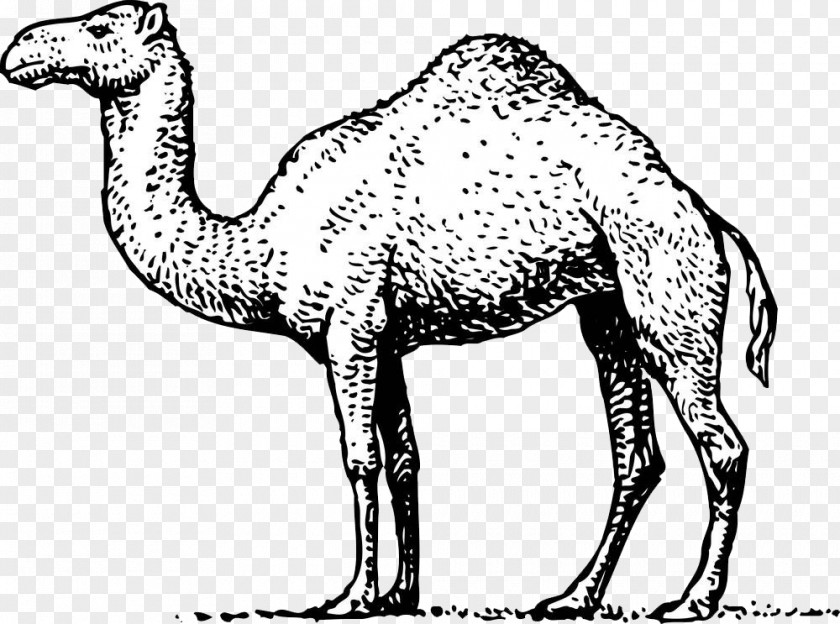 Cartoon Hand Painted Camel Dromedary Royalty-free Illustration PNG