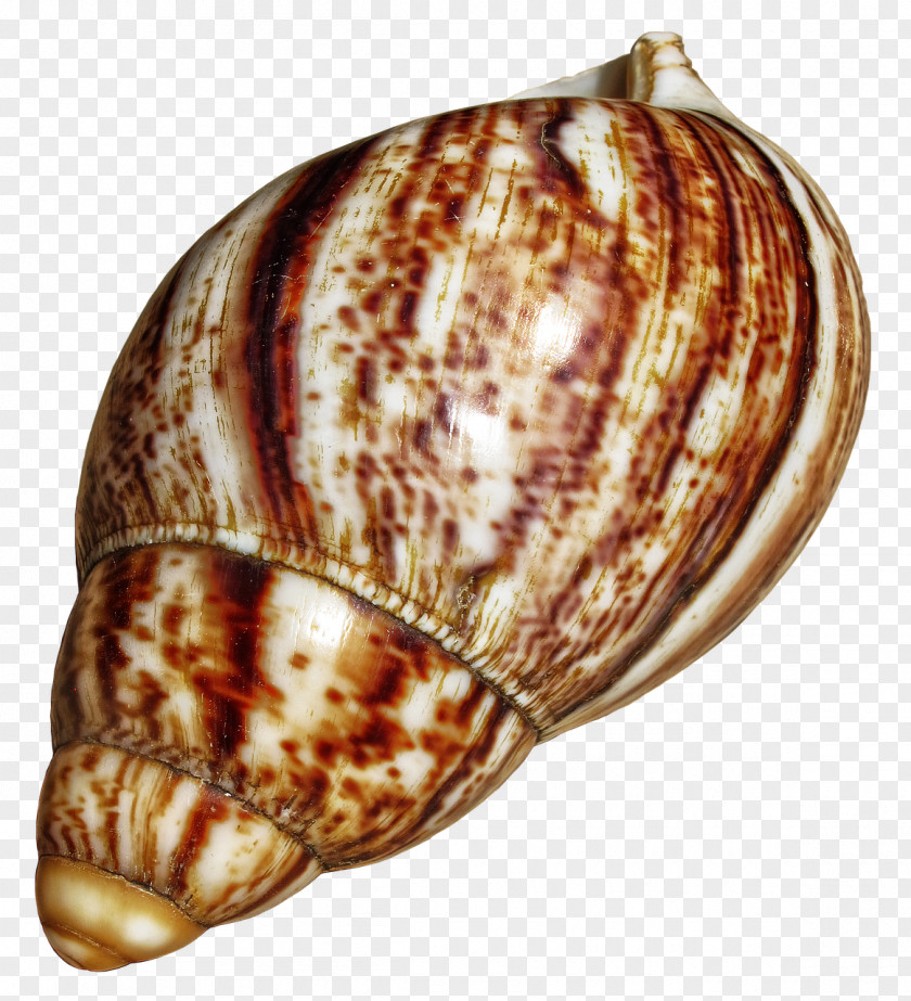 Snail Giant African Gastropods Escargot Achatina PNG