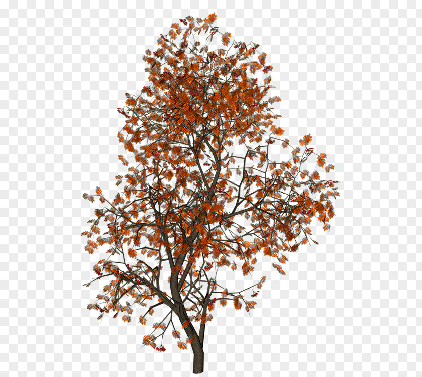 Tree Twig 3D Computer Graphics Clip Art PNG