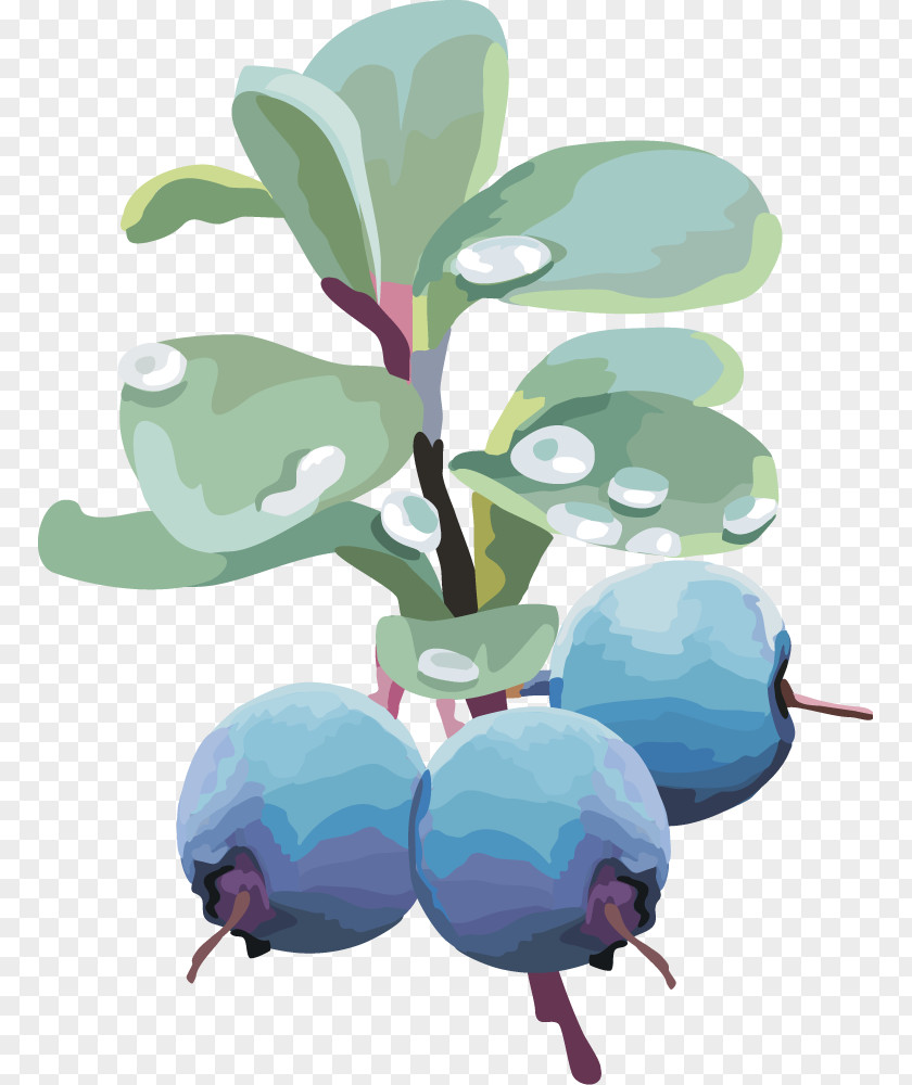 Vector Lantern Fruit Blueberry Fruit,blueberry Euclidean Clip Art PNG