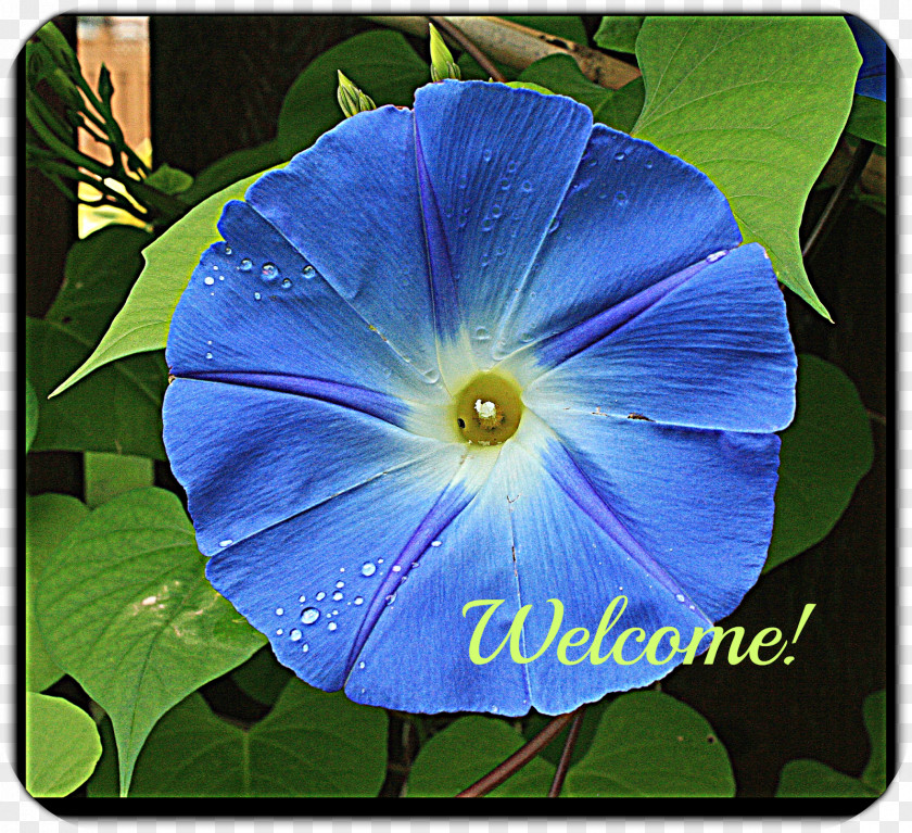 Violet Beach Moonflower Annual Plant Wildflower Morning Glories PNG