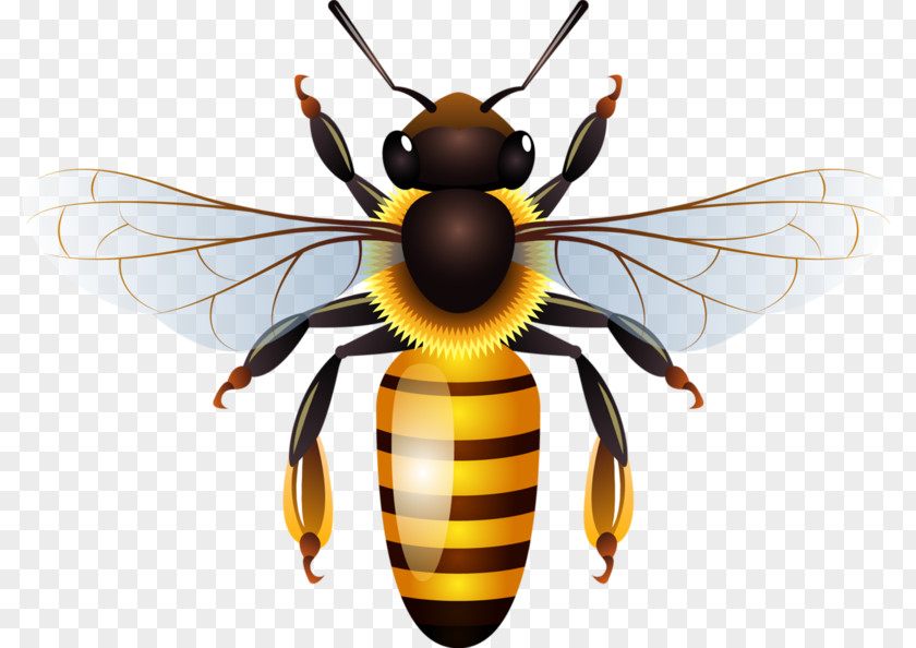 Bumblebee Clip Art Western Honey Bee Vector Graphics Beehive Honeycomb PNG