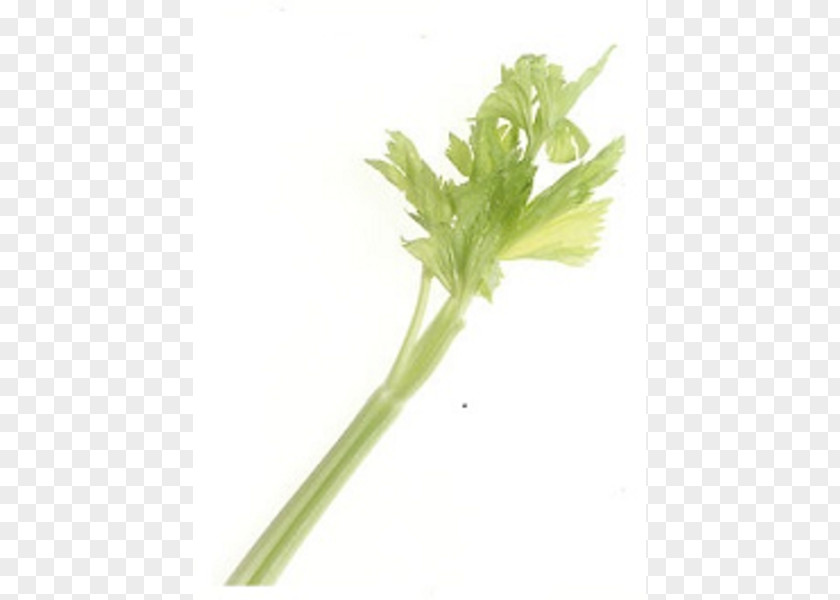 Celery Stick Cliparts Celeriac Plant Stem Leaf Vegetable Clip Art PNG