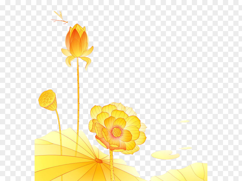 Golden Lotus Nelumbo Nucifera Lutea Clip Art PNG