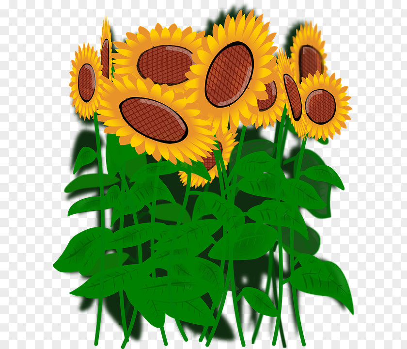 Kwiatysloneczniki Common Sunflower Clip Art PNG