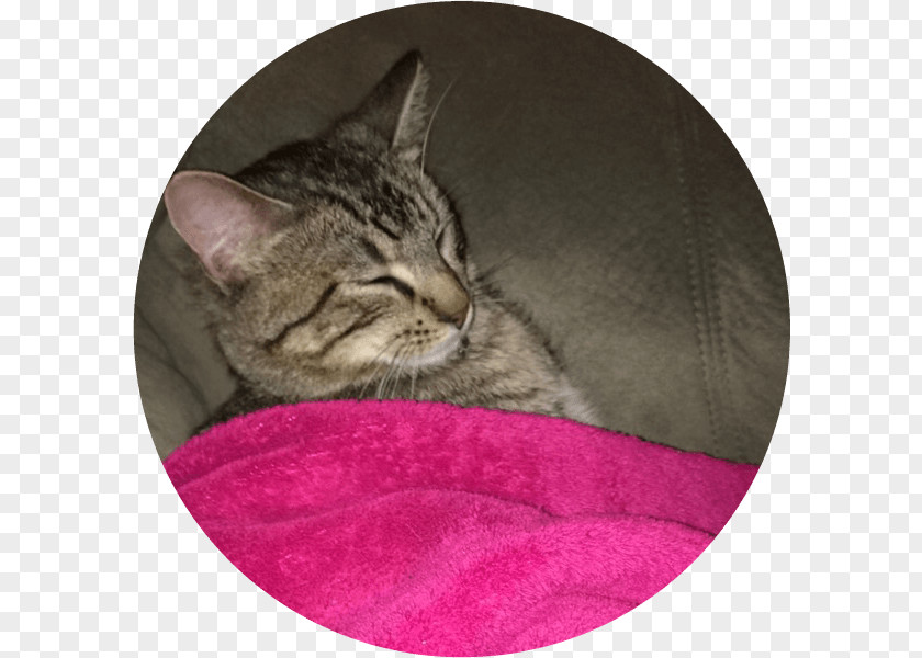 Pet Adoption Whiskers California Spangled European Shorthair Tabby Cat Domestic Short-haired PNG