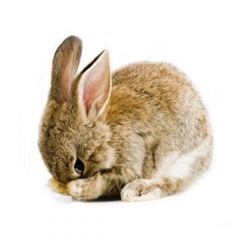 Rabbit Easter Bunny Angel Puppy PNG
