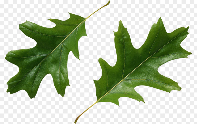 Two Green Leaves Tree Domanmetoden Child Las Liu015bciasty Conifers PNG