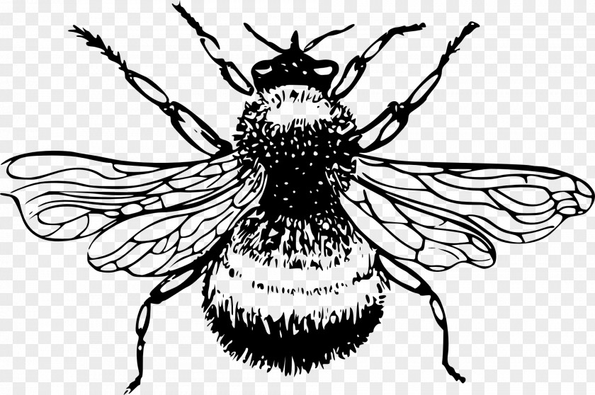 Bee European Dark Insect Bombus Lucorum Black And White PNG