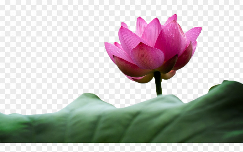 Love Lotus Said Nelumbo Nucifera Flower Petal Water Lily Effect PNG