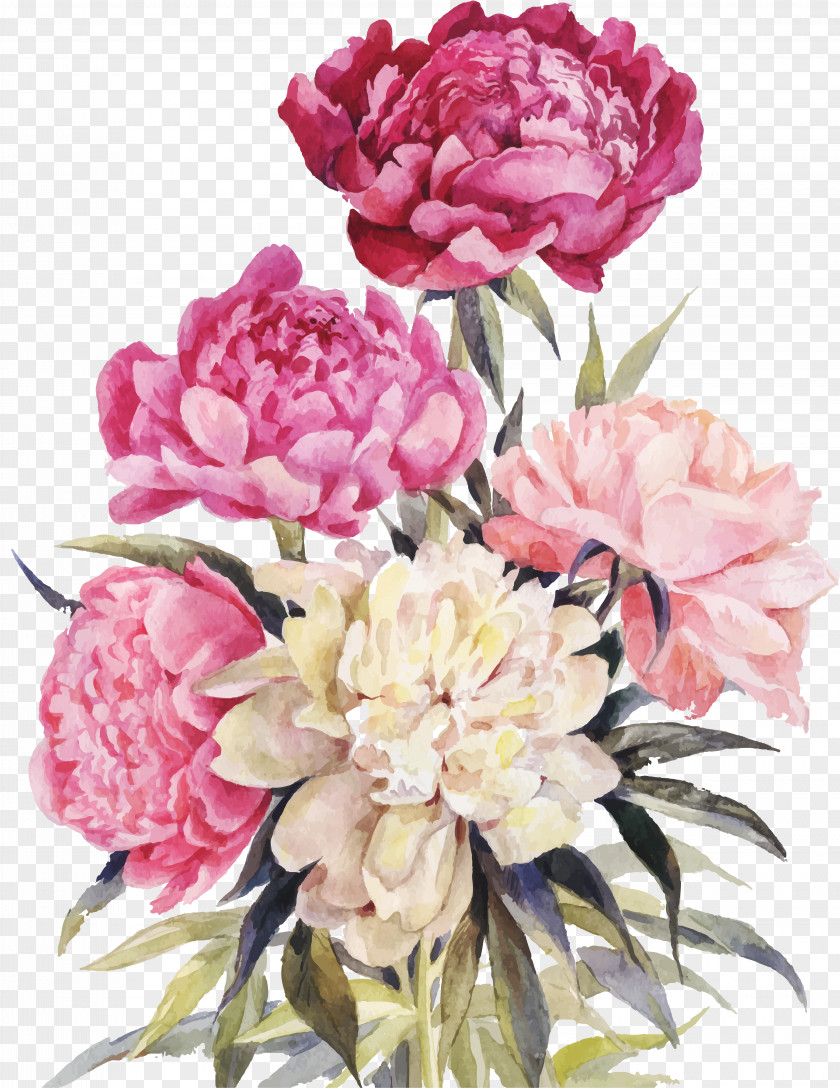 Peony Drawing Watercolor Painting Clip Art PNG