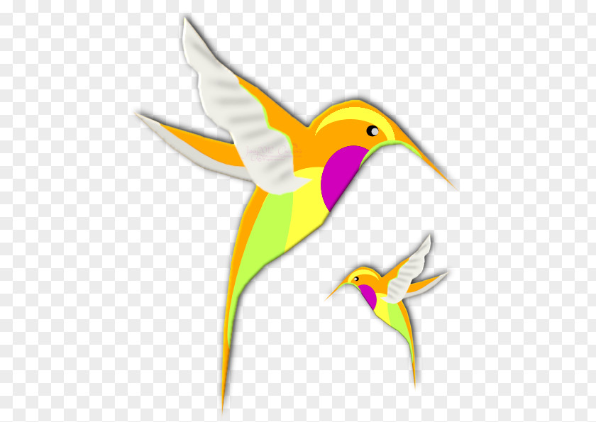 Bird Hummingbird Beak Clip Art PNG
