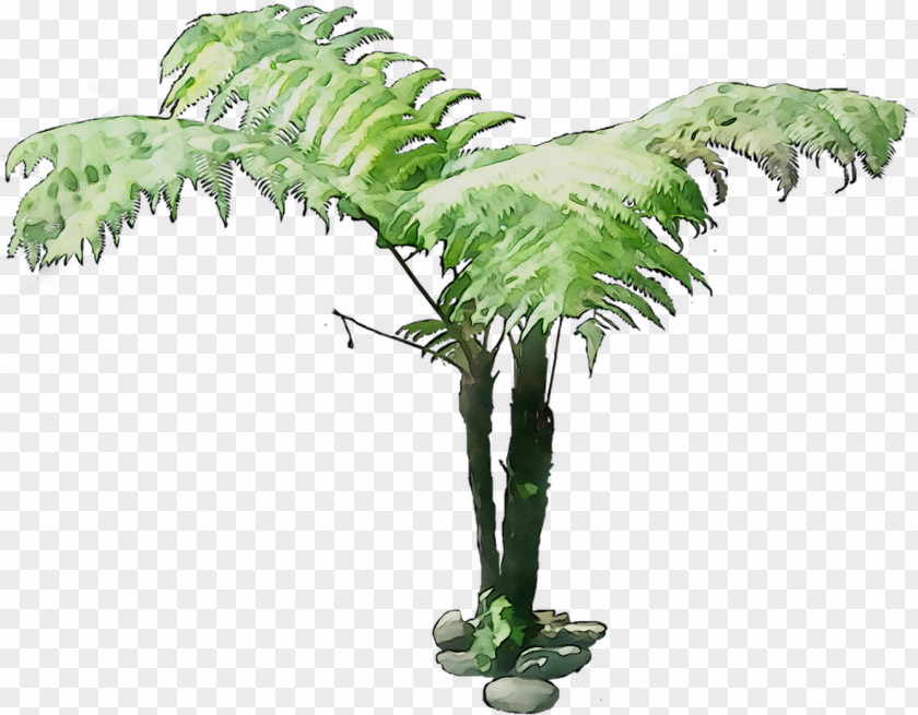 Coconut Flowerpot Palm Trees Houseplant Plant Stem PNG