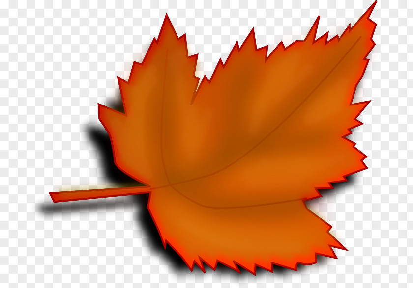 Modified Autumn Leaf Color Maple Clip Art PNG
