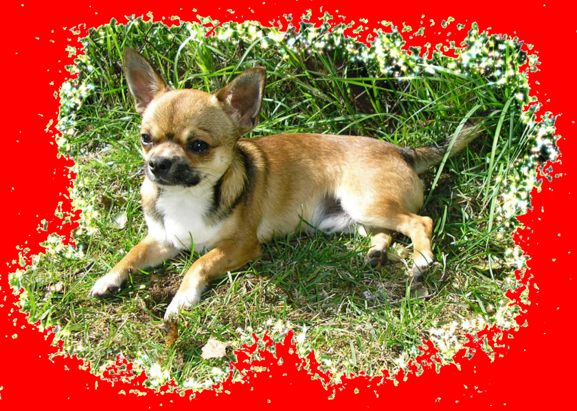 Puppy Corgi-Chihuahua Dog Breed Companion Toy PNG