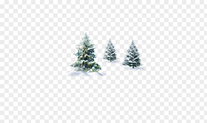 Three Trees In Winter Pine Spruce Fir Cedar PNG