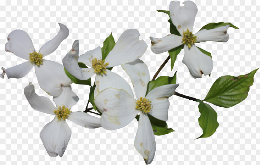 Watercolor White Flower Flowering Dogwood Cornus Officinalis Sericea Clip Art PNG