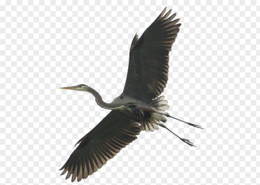 Bird Green Heron Stork Great Blue PNG