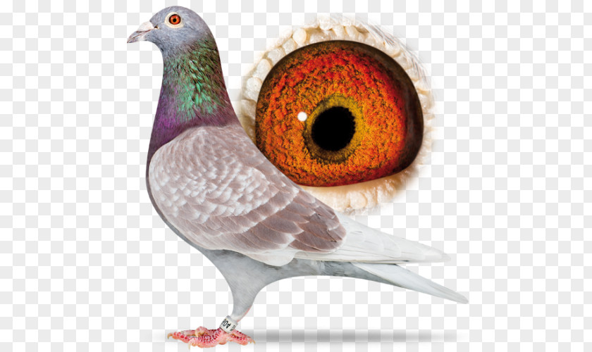 Bird Racing Homer Homing Pigeon Columbidae American Show Racer Beak PNG