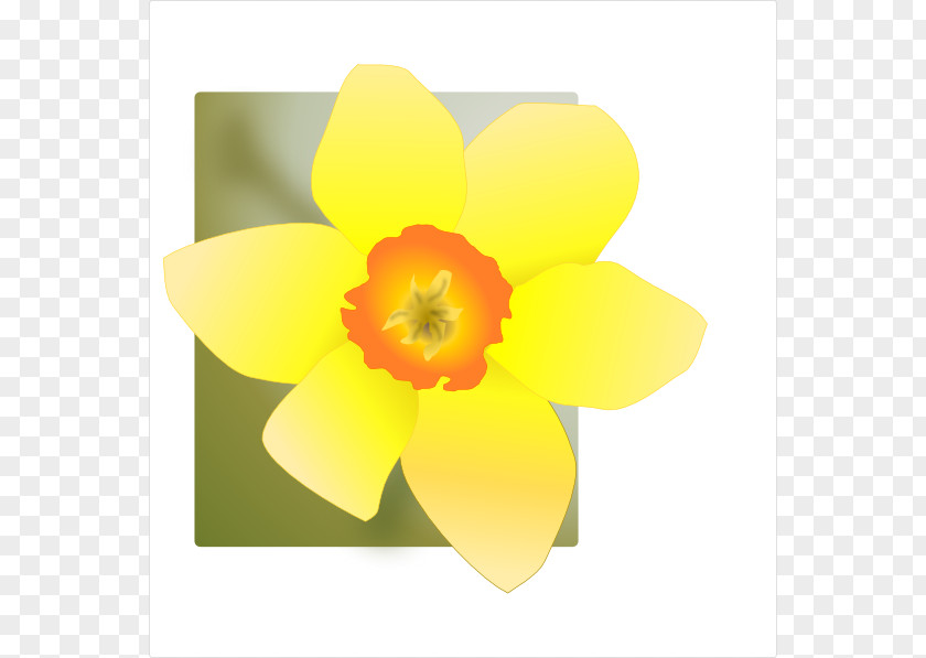 Daffodil Cartoon Royalty-free Clip Art PNG