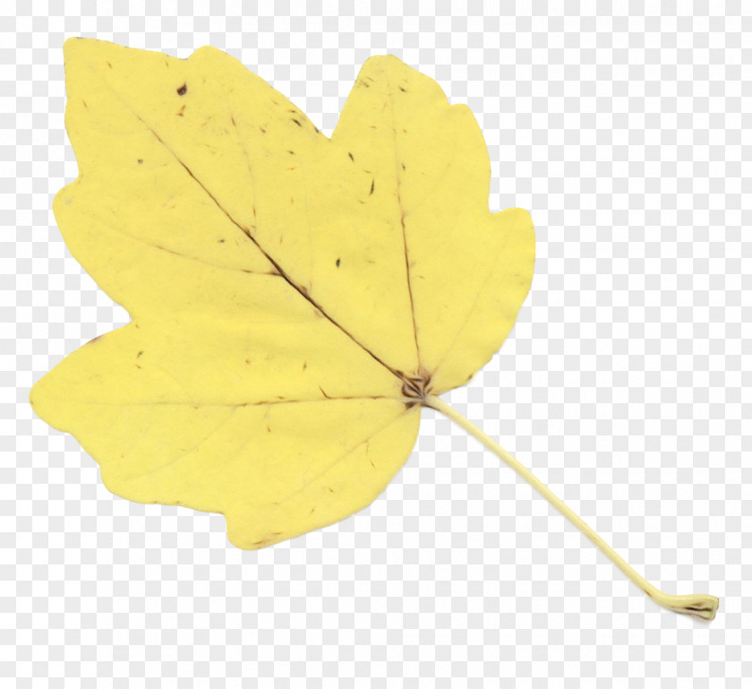 Flowering Plant Maple Leaf PNG