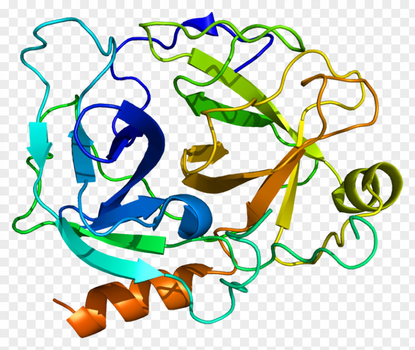 KLK1 Kallikrein-related Peptidase 10 Protein Gene PNG