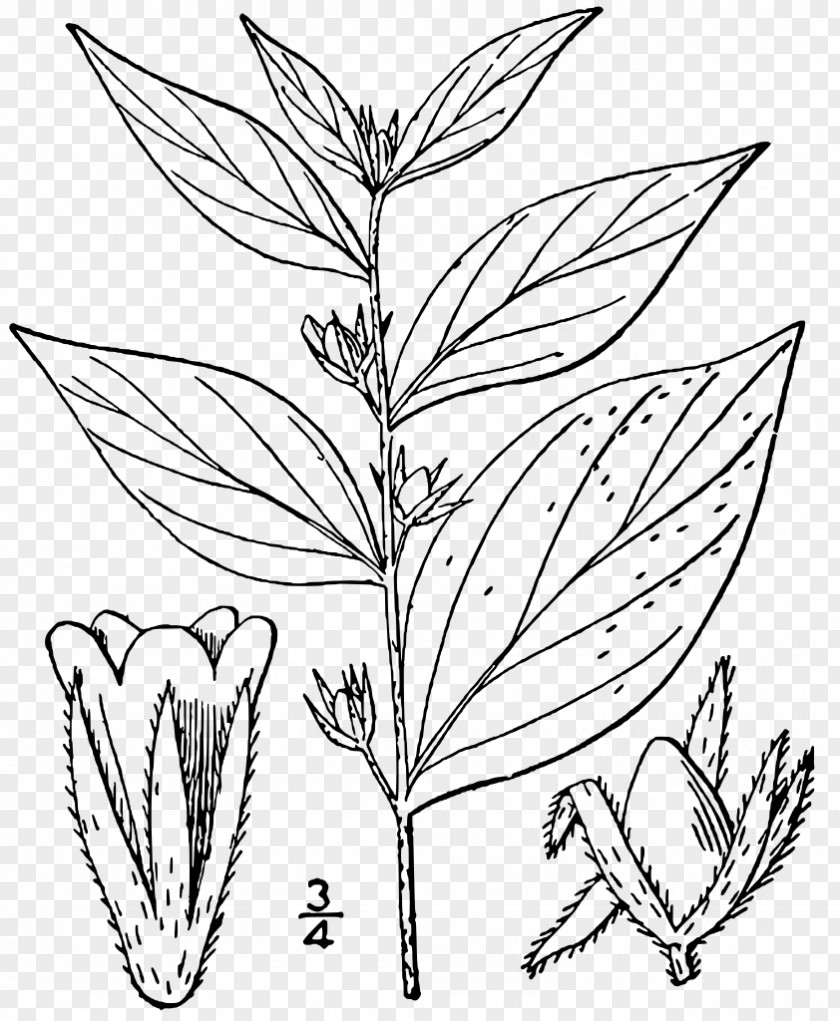 Plant Lithospermum Latifolium Borage Genus PNG