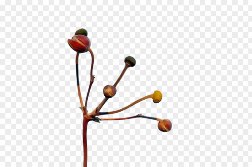 Plant Stem Twig Flower Plants Biology PNG