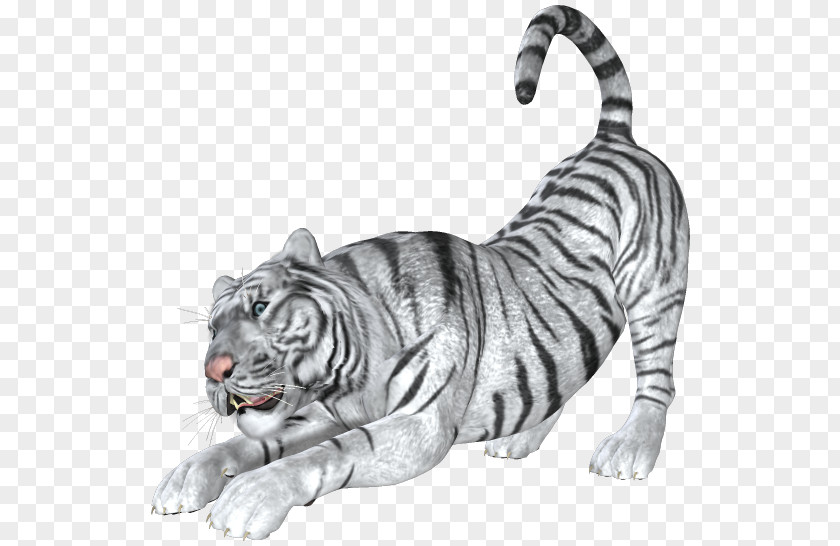 Tiger Bengal Cat Lion White PNG