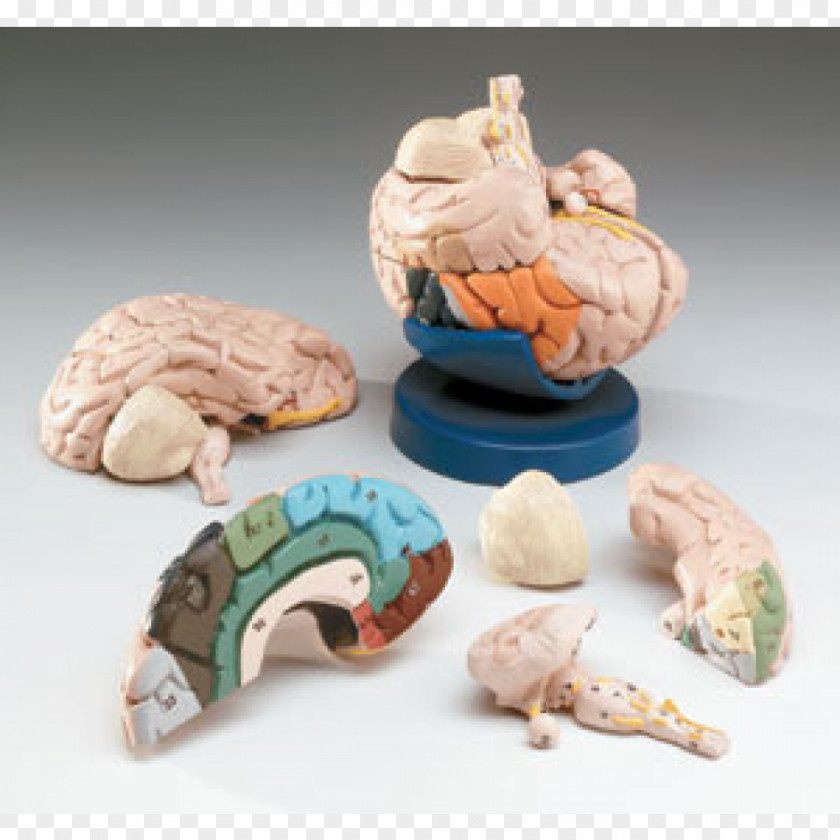 Brain Human Anatomy Nervous System Cranial Nerves PNG