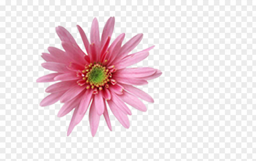 Chrysanthemum Flowers Animation PNG
