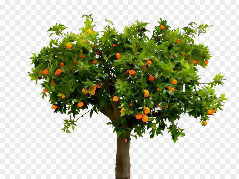 Citrus Fruit Tree Episode Narrative PNG