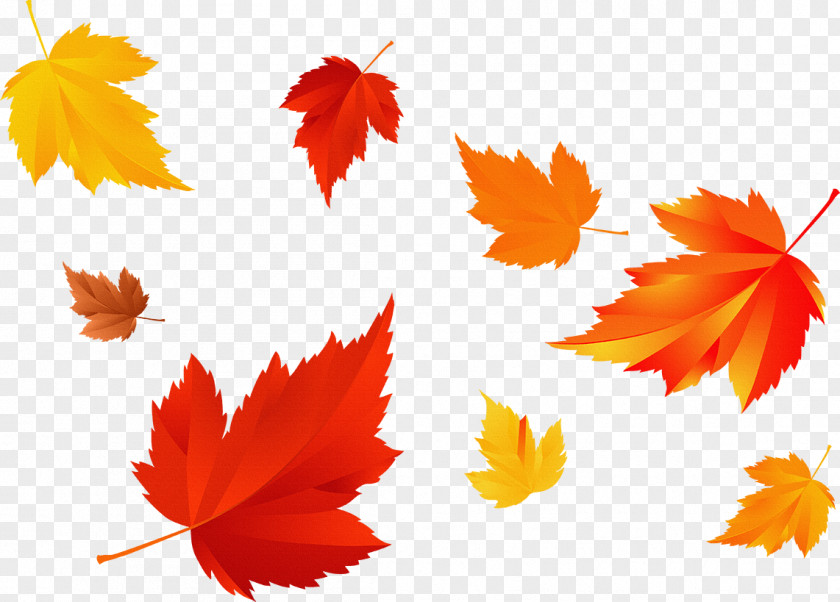 Fall Season Autumn Leaf Color Photography PNG
