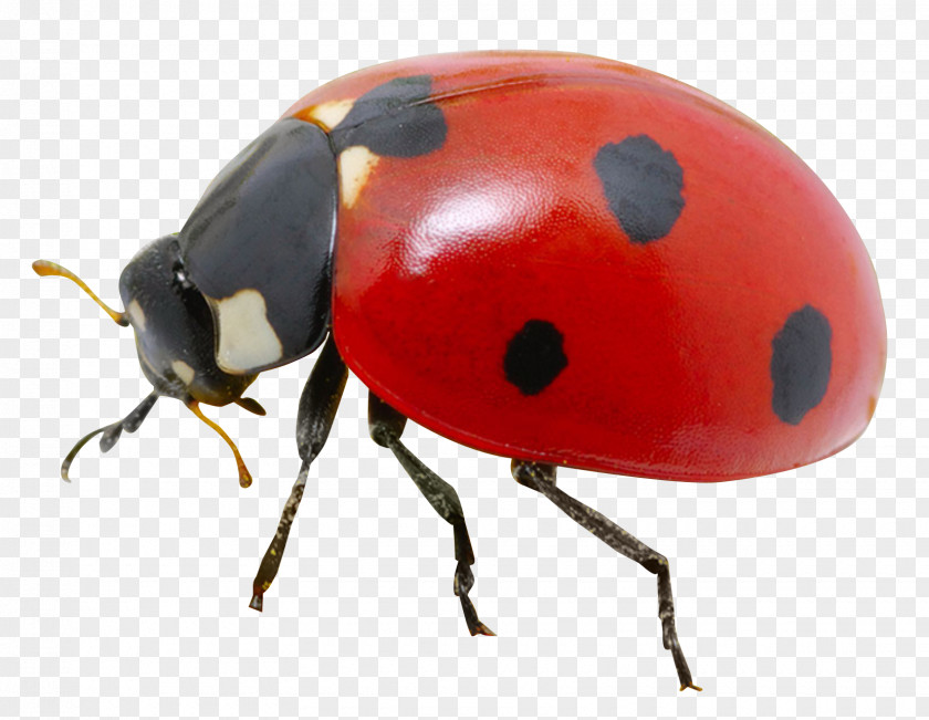 Ladybug Ladybird Wallpaper PNG