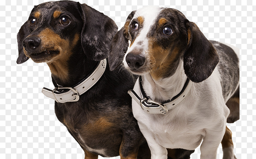 Ton Konijn Zoetermeer Bv Dachshund Postma Diervoeders Renske Natural Animal Nutrition De Eker Puppy PNG