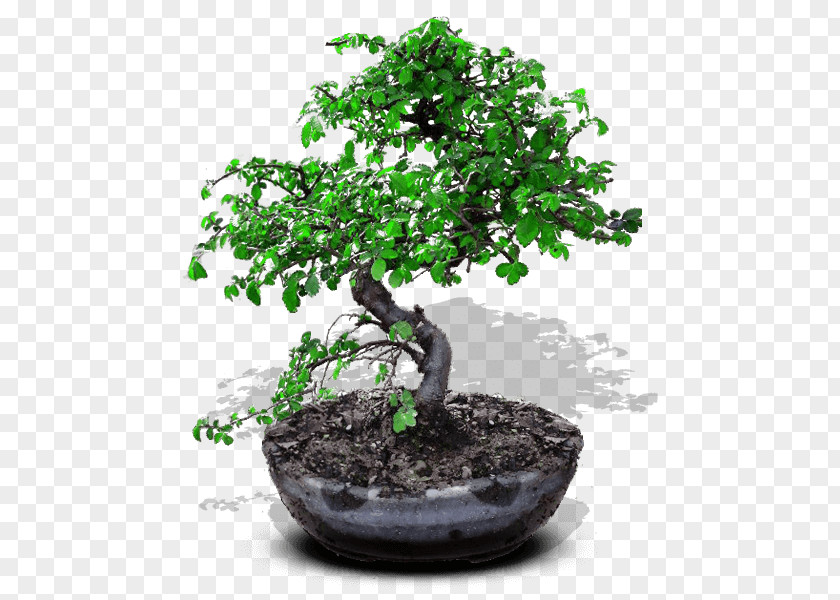 Tree Chinese Sweet Plum Bonsai Ornamental Plant Flowerpot PNG