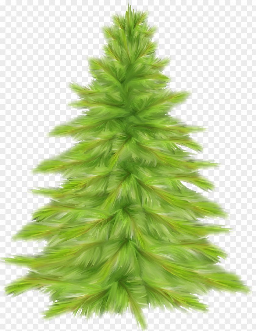 Tree Christmas Fir Spruce PNG