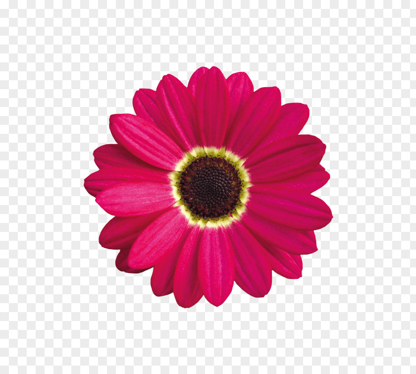 Daisy Flower Vector Graphics Illustration Image Clip Art Royalty-free PNG