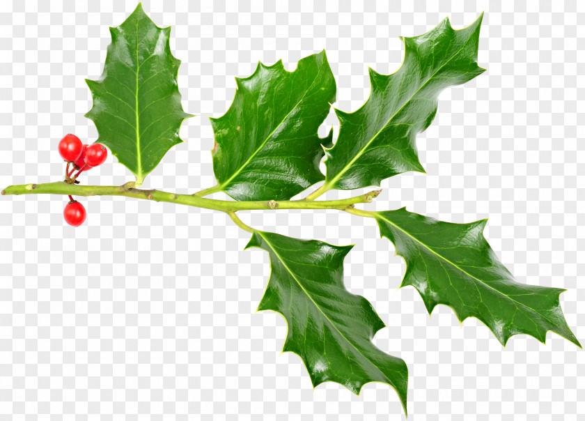 HOLLY Holly Tree Twig Leaf Plant Stem PNG