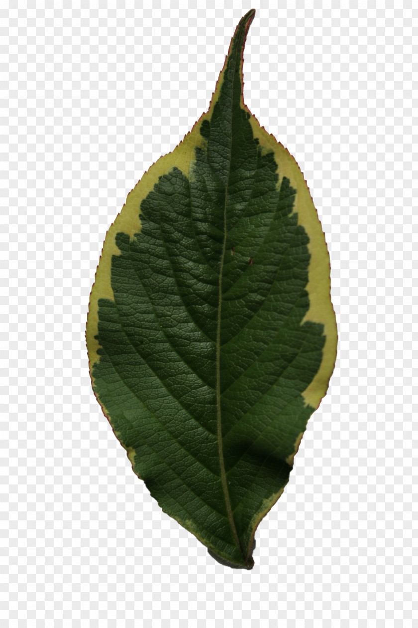 Leaf Texture Plant Tree PNG