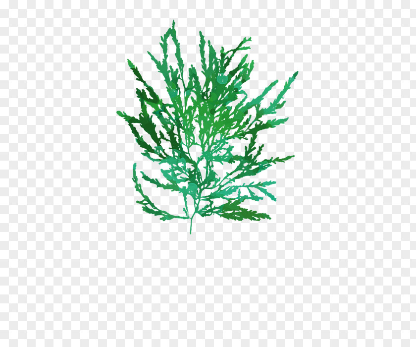 Seaweed Twig Plant Stem Leaf Line Aquarium PNG