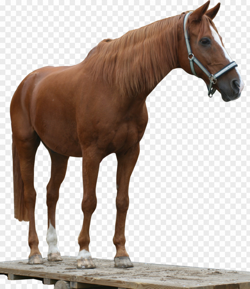 Chestnut American Quarter Horse Arabian Mustang Stallion Andalusian PNG