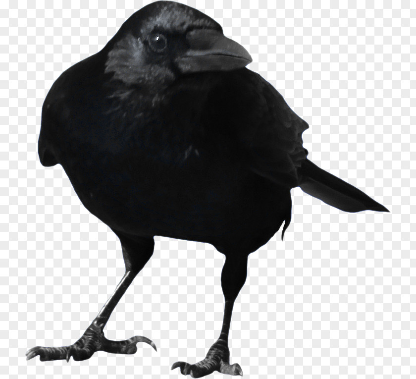 Crow Image Common Raven Clip Art PNG